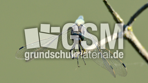 Blaugrüne Mosaikjungfer (4).jpg